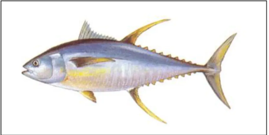 Gambar 1. Tuna  Sirip Ekor Kuning (Thunnus albacare)  2.1.2    Komposisi Kimia Dan Kandungan Nutrisi Daging Ikan Tuna 