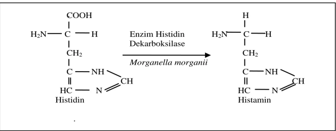 Gambar 2. Mekanisme pembentukan Histamin (Winarno, 1997). 