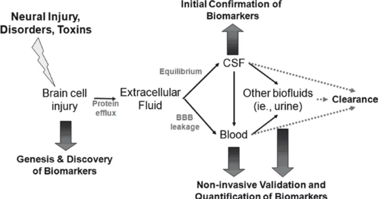 Gambar 2. Terbentuknya biomarker setelah trauma dan penyebarannya pada darah (Kobeissy et al., 2008) 