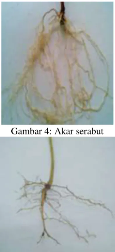 Gambar 3: Bagan Tumbuhan 