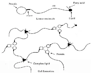 Gambar  1.    Kompleks  struktur    protein-poliisoprena-lipid 