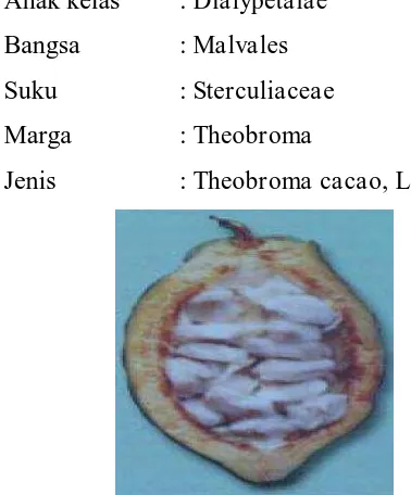 Gambar 2.1 Buah Kakao (Theobroma cacao, L)[��] 