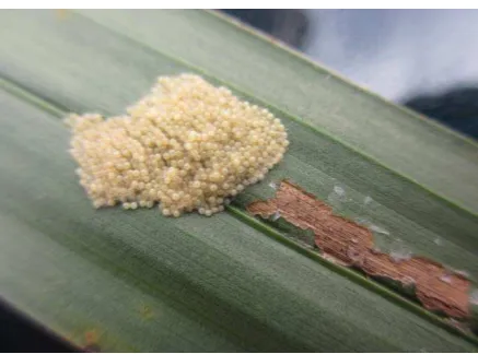 Gambar 1. Telur Spodoptera litura  