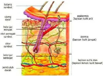 Gambar 2.1 Struktur lapisan kulit (Bramayudha, 2008). 
