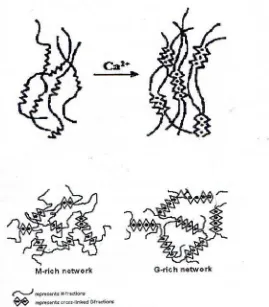 Gambar 1. Mekanisme pembentukan gel alginat 