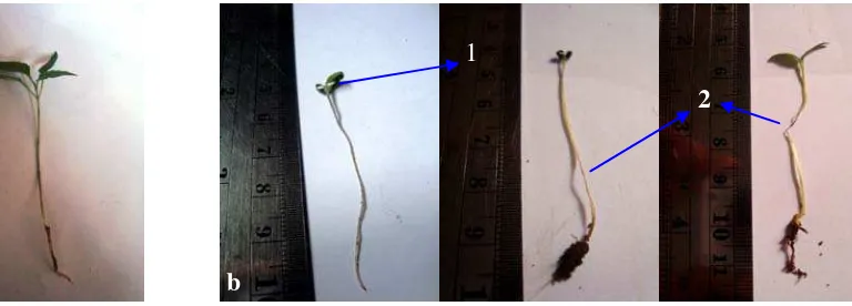 Gambar 3.  Perbandingan kecambah (a) kecambah sehat umur 30 hari, dengan (b) kecambah terserang layu Fusarium umur 25 hari, (1) daun yang berwarna hijau pucat dan layu terserang layu Fusarium, (2) pangkal batang yang mengecil dan kering terserang layu Fusa