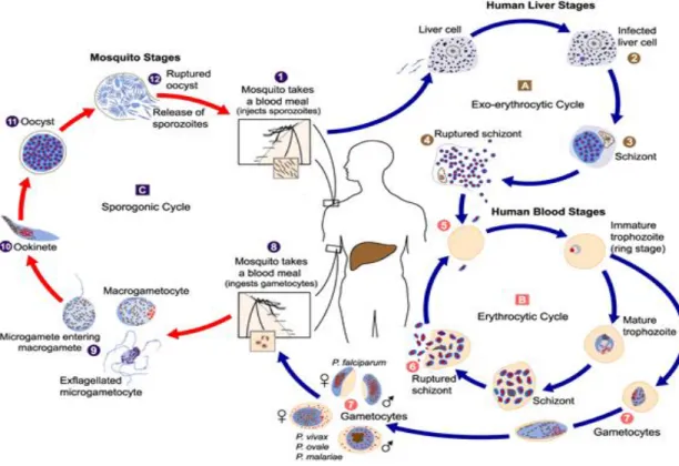 Gambar 2.1. Siklus Hidup Plasmodium 