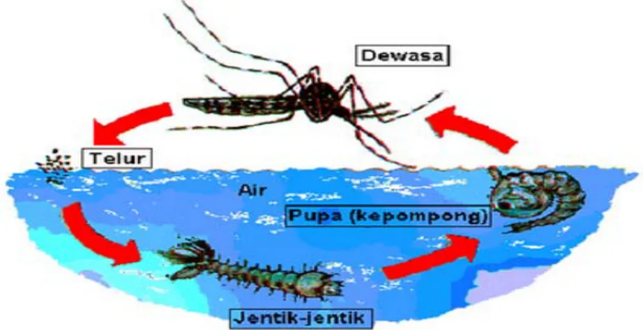Gambar 2. Siklus hidup nyamuk Anopheles 