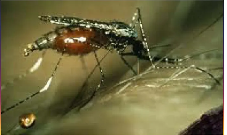 Gambar 6. Nyamuk dewasa Anopheles  2.2.3.  Beberapa Aspek Perilaku (Bionomik) 
