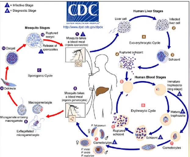 Gambar 1. Siklus hidup plasmodium penyebab malaria.  1.   Siklus didalam tubuh manusia 