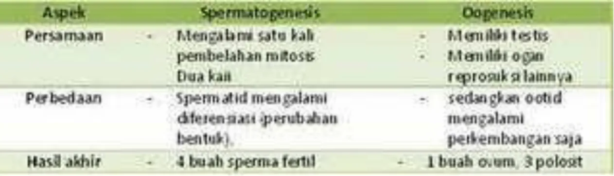Tabel perbandingan spermatogtenesis dan Oogenesis 