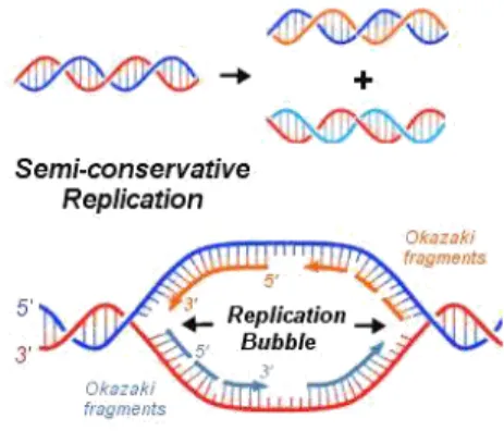Gambar 5. Replikasi DNA  (genetics.gsk.com) 