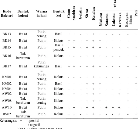 Tabel 4.1.1. Karakter morfologi koloni dan sel, dan sifat biokimia bakteri yang                    diisolasi dari tanah Bangka 