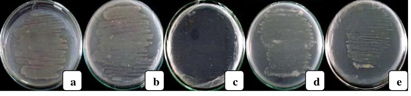 Gambar 4.2.1. Isolat bakteri penghasil kitinase (a) BK13, (b) BK14, (c) BK15,    