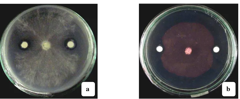 Gambar 4.3.1. Uji antagonisme bakteri kitinolitik (a). terhadap G. boninense                          (b) terhadap ,      F