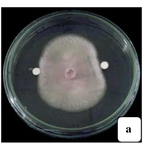 Gambar 4.4.1. Uji antagonis bakteri antijamur (a). terhadap F. oxysporum,                                   (b)