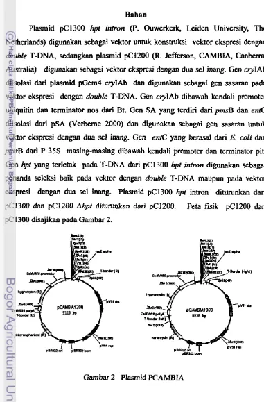 Gambar 2 Plasmid PCAMBIA 