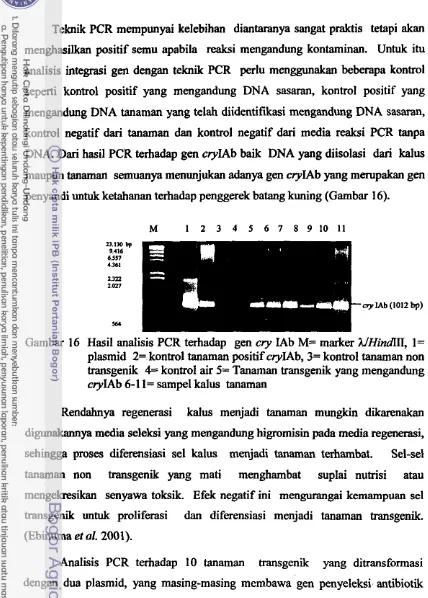 Gambar 16 Hasil analisis PCR terhadap gen cry IAb M= marker UHindIII, l= 