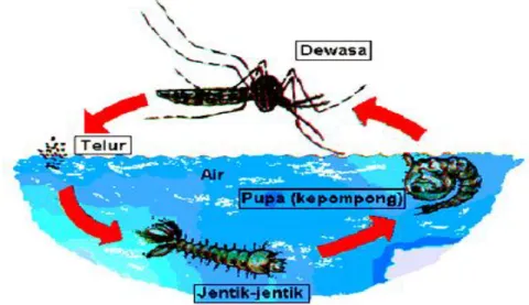 Gambar 1.  Siklus Daur Hidup Nyamuk Anopheles aconitus. Nyamuk  mengalami  metamorfosis  sempuna  yaitu,   telur-larva-pupa-dewasa