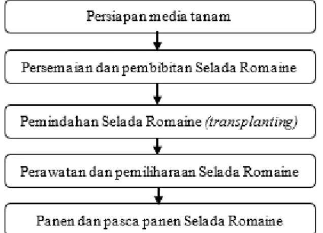 Ilustrasi  1.  Diagram   Alir   Proses   Produksi Selada Romaine Hidroponik