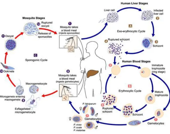 Gambar 2.1  Siklus Malaria 