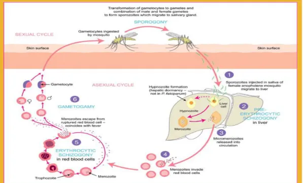 Gambar 1. Siklus Hidup Plasmodium  g.  Senyawa Antimalaria 