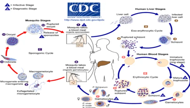 Gambar 2.1 Siklus Hidup Parasit Malaria  Sumber: CDC, 2013b 