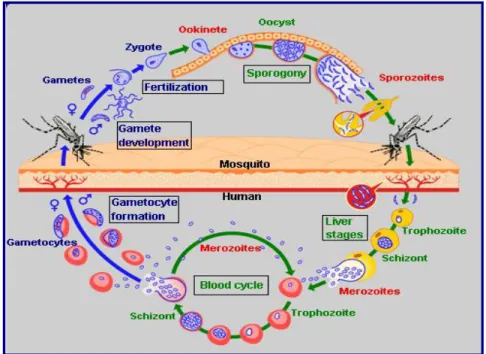 Gambar 2. Siklus Hidup Parasit Malaria 3. Plasmodium falcifarum