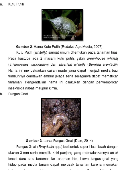 Gambar 3. Larva Fungus Gnat (Dlan, 2014) 