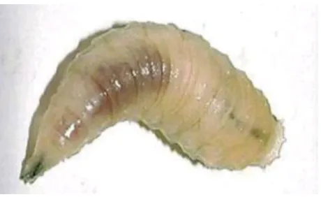 Gambar 2.3 Larva Lalat 