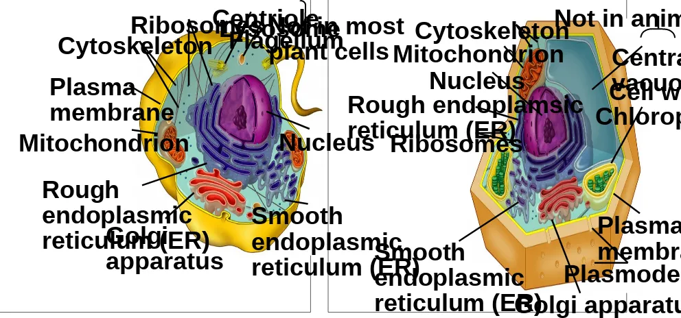 Gambar : sel hewan                                                       Gambar : sel tumbuhan