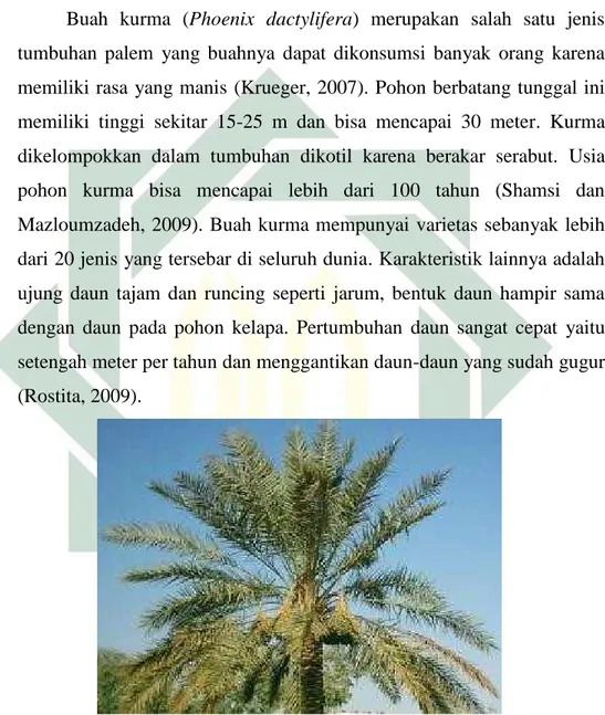Gambar 2.1 Pohon Kurma (Alebidi, 2008)