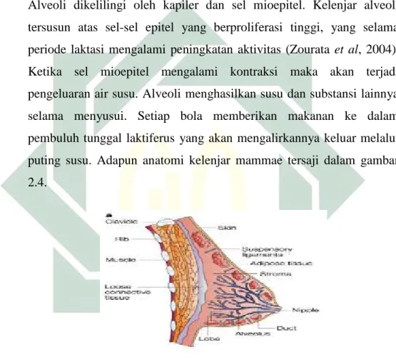 Gambar 2.4 Anatomi kelenjar mammae (Ali and Combes, 2002).