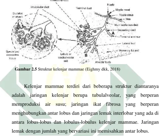 Gambar 2.5 Struktur kelenjar mammae (Eighmy dkk, 2018)