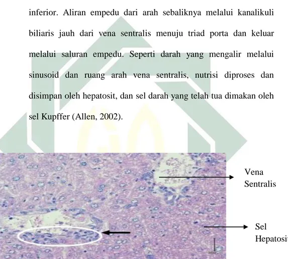 Gambar  2.9.  Sayatan  histologi  hepar  mencit  (Mus  musculus)  normal  perbesaran 300 μm dan pewarnaan HE 