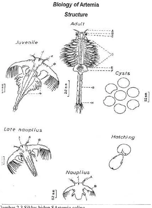 Gambar 2.3 Siklus hidup SArtemia salina