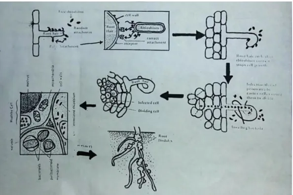 Gambar 1   Tahapan proses pembentukan organ fiksasi nitrogen pada sistem simbiose  leguminosa dengan Rhizobium (Paul dan Clark, 1989 dalam Sitompul 1991)