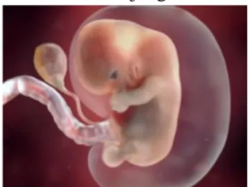 Gambar 5. Embrio 5 minggu) 