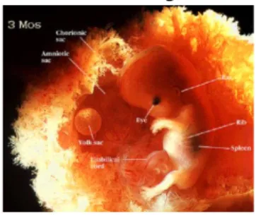Gambar 8. Embrio 9 minggu 