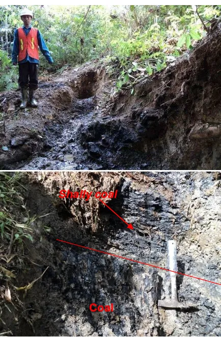 Figure 8: Coal outcrop Bp32 with N6oE/76o, bottom image shows contact between coal with shally coal