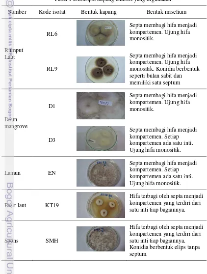 Tabel 1 Deskripsi kapang endofit yang digunakan 