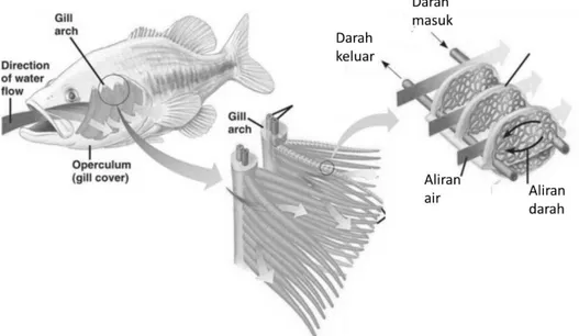 Gambar 1. Mekansime aliran air dan darah pada insang ikan pada saat ikan bernafas. 