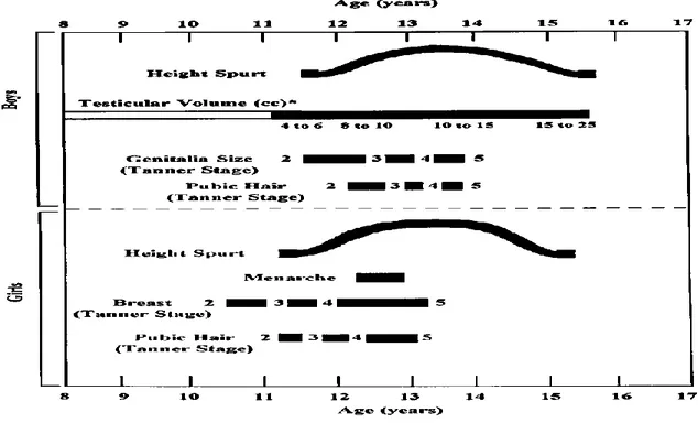 Gambar  3.1.  Urutan  dari  perubahan  fisik  pubertas,  termasuk  somatik  pertumbuhan,  pematangan  kelamin,  dan  perkembangan  karakteristik  seksual  sekunder,  untuk  anak  laki-laki  (panel atas) dan perempuan (panel bawah)
