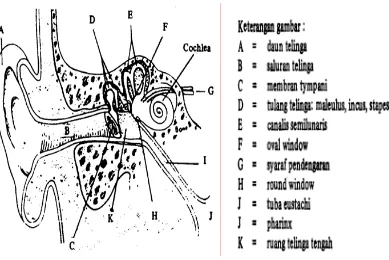 Gambar 2.1 Fisiologi Telinga (Gabriel, 1996)