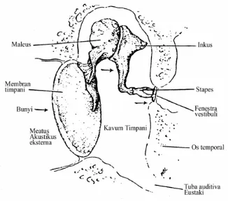 Gambar 2.2. Anatomi Penampang Telinga Tengah (Syaifuddin, 1996) 