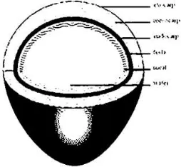 Gambar  1. Skema bagian-bagian buah kelapa. Sumber: www.id.wikipedia.org/wiki/Kelapa 
