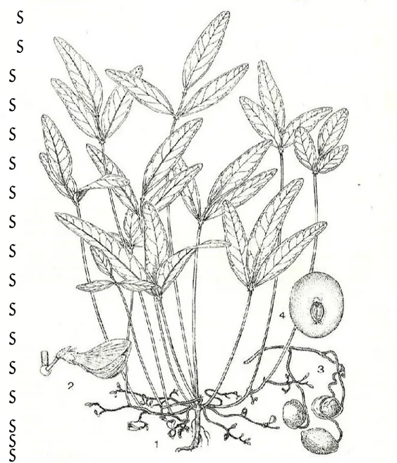Gambar 01.     Morfologi  tanaman kacang bogor (Vigna subterranea  (L.)  Verdcourt).  1
