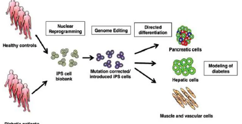 Gambar 4-Penggunaan pengulangan sel dan pengubahan gen untuk penelitian diabetes secara  eksperimen(Otonkoski 2016) 