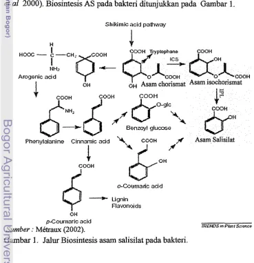 Gambar 1. Jalur Biosintesis asam salisilat pada bakteri. 