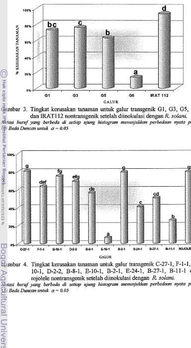 Gambar 3. Tingkat kerusakan tanaman untuk galur transgenik GI, G3, G5, G6 